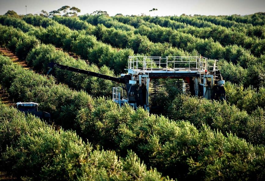 Olive harvesting machine operating in a dense olive grove with rows of olive trees. - Olive Oil Times