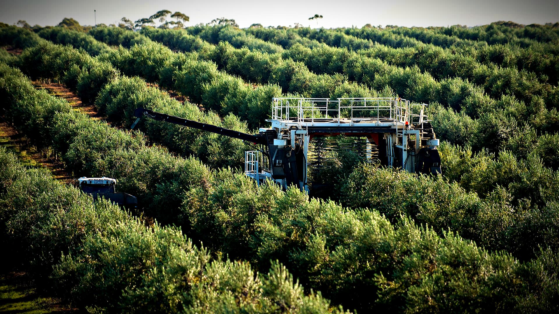 Olive harvesting machine operating in a dense olive grove with rows of olive trees. - Olive Oil Times