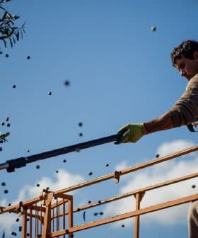 Worker using a mechanical tool to harvest olives from a tree while standing on a platform. - Olive Oil Times