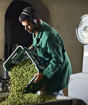 Man wearing headphones pouring olives from a basket into a container in an olive oil facility. - Olive Oil Times