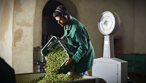 Man wearing headphones pouring olives from a basket into a container in an olive oil facility. - Olive Oil Times