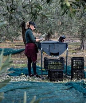 Two individuals engaged in olive harvesting, sorting olives at a processing table with crates nearby. - Olive Oil Times