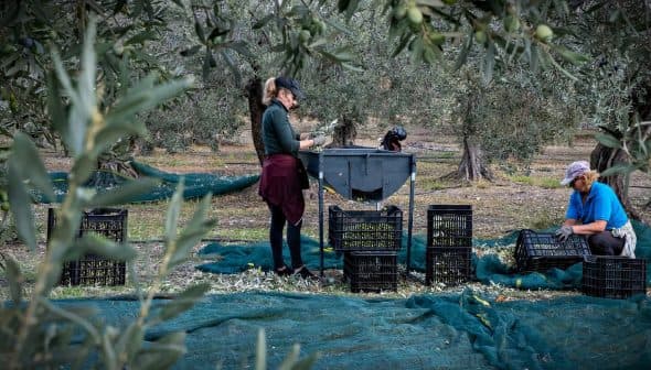 Two individuals engaged in olive harvesting, sorting olives at a processing table with crates nearby. - Olive Oil Times