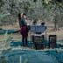 Two individuals engaged in olive harvesting, sorting olives at a processing table with crates nearby. - Olive Oil Times