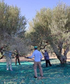 People using tools to harvest olives from trees while standing on a green tarp. - Olive Oil Times