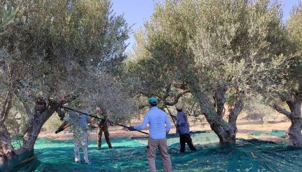 People using tools to harvest olives from trees while standing on a green tarp. - Olive Oil Times
