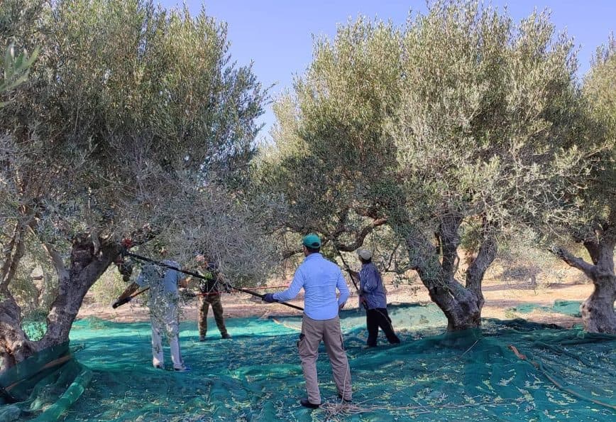 People using tools to harvest olives from trees while standing on a green tarp. - Olive Oil Times