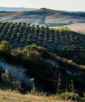 Panoramic view of an olive grove with rolling hills in Tuscany, Italy. - Olive Oil Times