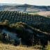 Panoramic view of an olive grove with rolling hills in Tuscany, Italy. - Olive Oil Times