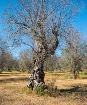 A group of olive trees with bare branches in a dry field under a clear blue sky. - Olive Oil Times