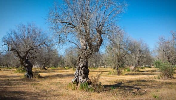 A group of olive trees with bare branches in a dry field under a clear blue sky. - Olive Oil Times