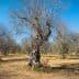 A group of olive trees with bare branches in a dry field under a clear blue sky. - Olive Oil Times