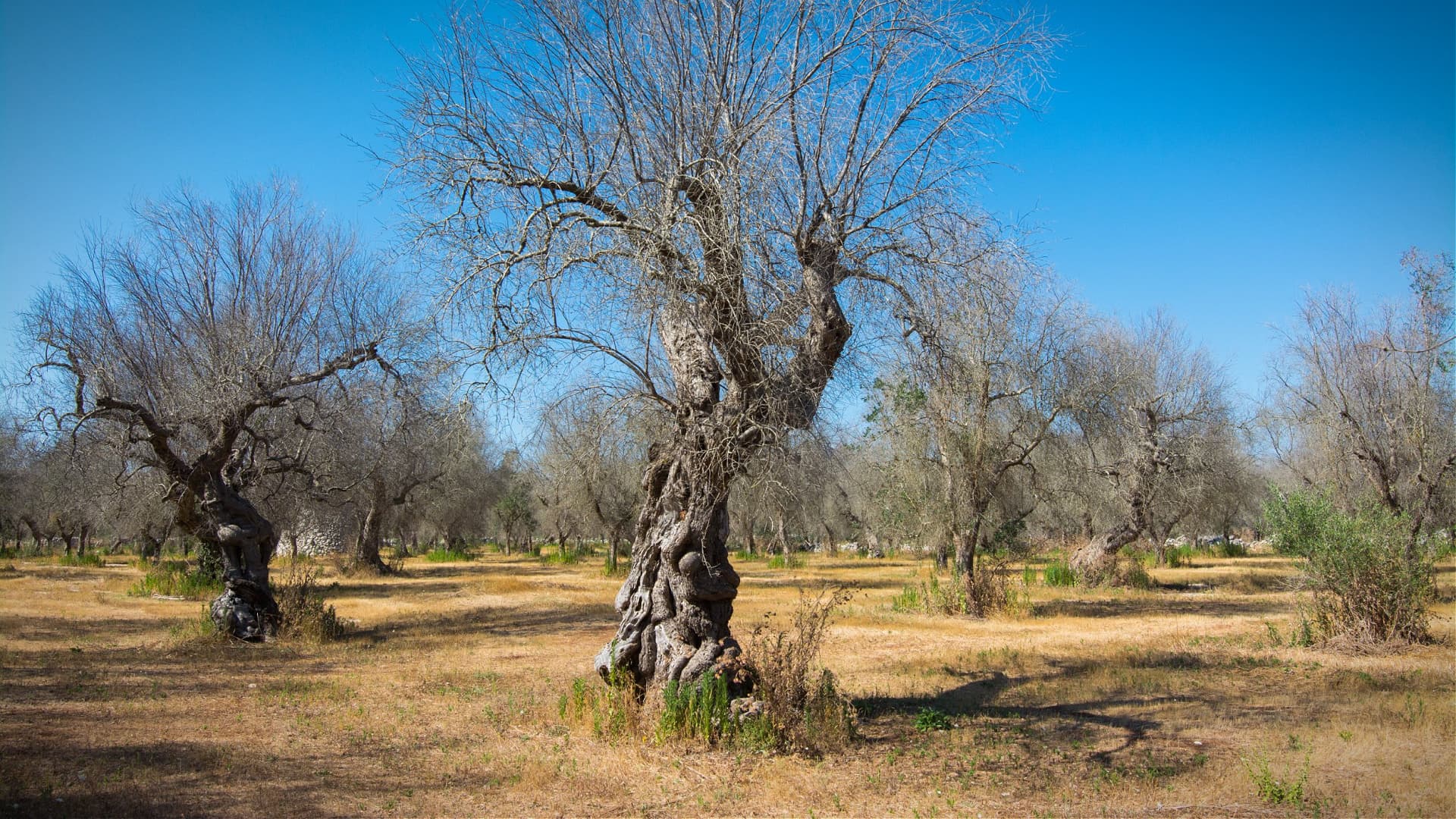 A group of olive trees with bare branches in a dry field under a clear blue sky. - Olive Oil Times