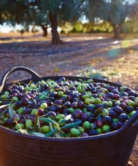 A black basket filled with freshly harvested green and black olives in an olive grove. - Olive Oil Times
