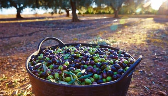 A black basket filled with freshly harvested green and black olives in an olive grove. - Olive Oil Times