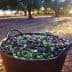 A black basket filled with freshly harvested green and black olives in an olive grove. - Olive Oil Times