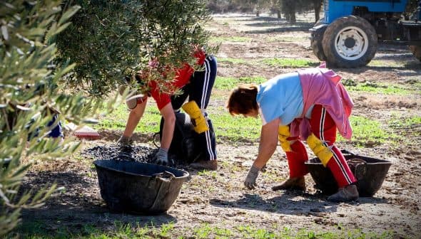 Two individuals harvesting olives in a field, wearing gloves and using buckets for collection. - Olive Oil Times