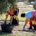 Two individuals harvesting olives in a field, wearing gloves and using buckets for collection. - Olive Oil Times