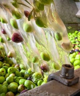 Green and purple olives being processed in a machine during oil extraction. - Olive Oil Times
