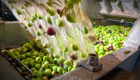 Green and purple olives being processed in a machine during oil extraction. - Olive Oil Times