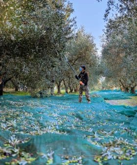 Workers harvesting olives in an orchard with nets spread on the ground to collect fallen olives. - Olive Oil Times