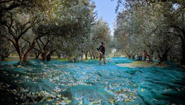 Workers harvesting olives in an orchard with nets spread on the ground to collect fallen olives. - Olive Oil Times