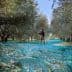 Workers harvesting olives in an orchard with nets spread on the ground to collect fallen olives. - Olive Oil Times