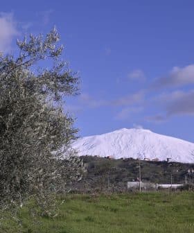 Mount Etna covered in snow with an olive tree in the foreground under a blue sky. - Olive Oil Times