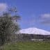 Mount Etna covered in snow with an olive tree in the foreground under a blue sky. - Olive Oil Times