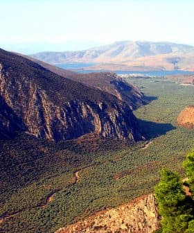 Panoramic view of the Amfissa olive grove with mountains in the background. - Olive Oil Times