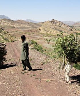 Two individuals on a dirt path with a donkey carrying a load of foliage in a mountainous landscape. - Olive Oil Times