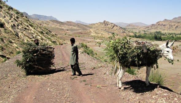 Two individuals on a dirt path with a donkey carrying a load of foliage in a mountainous landscape. - Olive Oil Times