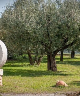 Two large stone mill wheels used for processing olives, placed outdoors near olive trees. - Olive Oil Times