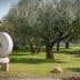 Two large stone mill wheels used for processing olives, placed outdoors near olive trees. - Olive Oil Times