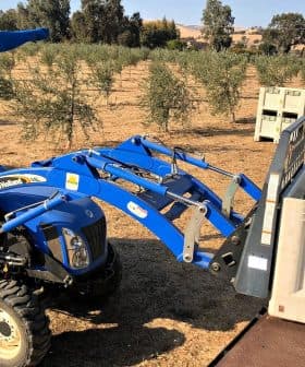 A blue tractor with a loader attachment being operated in an olive orchard. - Olive Oil Times