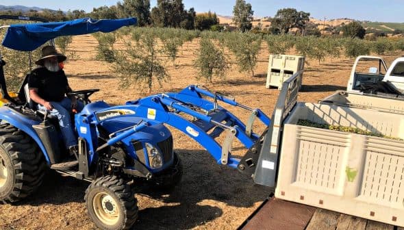A blue tractor with a loader attachment being operated in an olive orchard. - Olive Oil Times