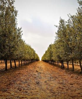 Rows of olive trees in a grove with a dirt path running through the center. - Olive Oil Times