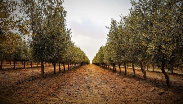 Rows of olive trees in a grove with a dirt path running through the center. - Olive Oil Times