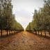 Rows of olive trees in a grove with a dirt path running through the center. - Olive Oil Times