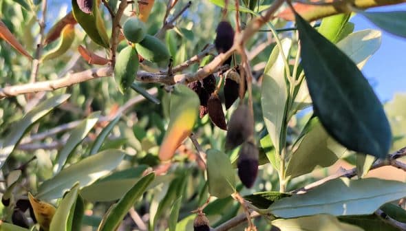 Close-up of an olive tree branch featuring green leaves and dark olives. - Olive Oil Times