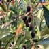 Close-up of an olive tree branch featuring green leaves and dark olives. - Olive Oil Times