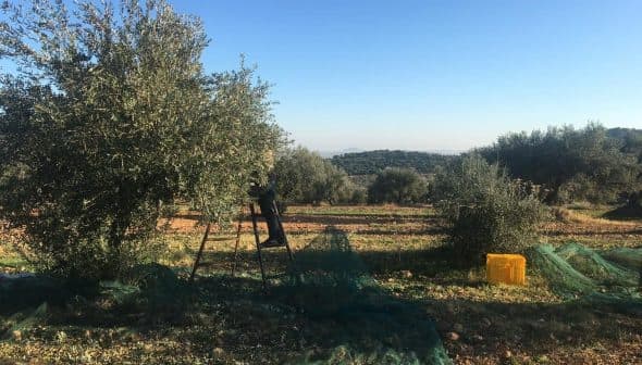Olive trees in a field with a ladder and harvesting equipment visible. - Olive Oil Times
