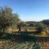 Olive trees in a field with a ladder and harvesting equipment visible. - Olive Oil Times