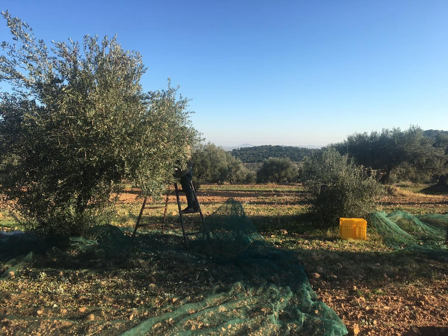 Olive trees in a field with a ladder and harvesting equipment visible. - Olive Oil Times