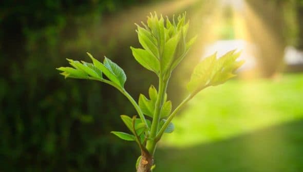 A young green plant with fresh leaves growing from a branch in natural light. - Olive Oil Times