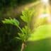 A young green plant with fresh leaves growing from a branch in natural light. - Olive Oil Times