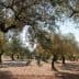A view of an olive grove featuring mature olive trees with a clear sky above. - Olive Oil Times