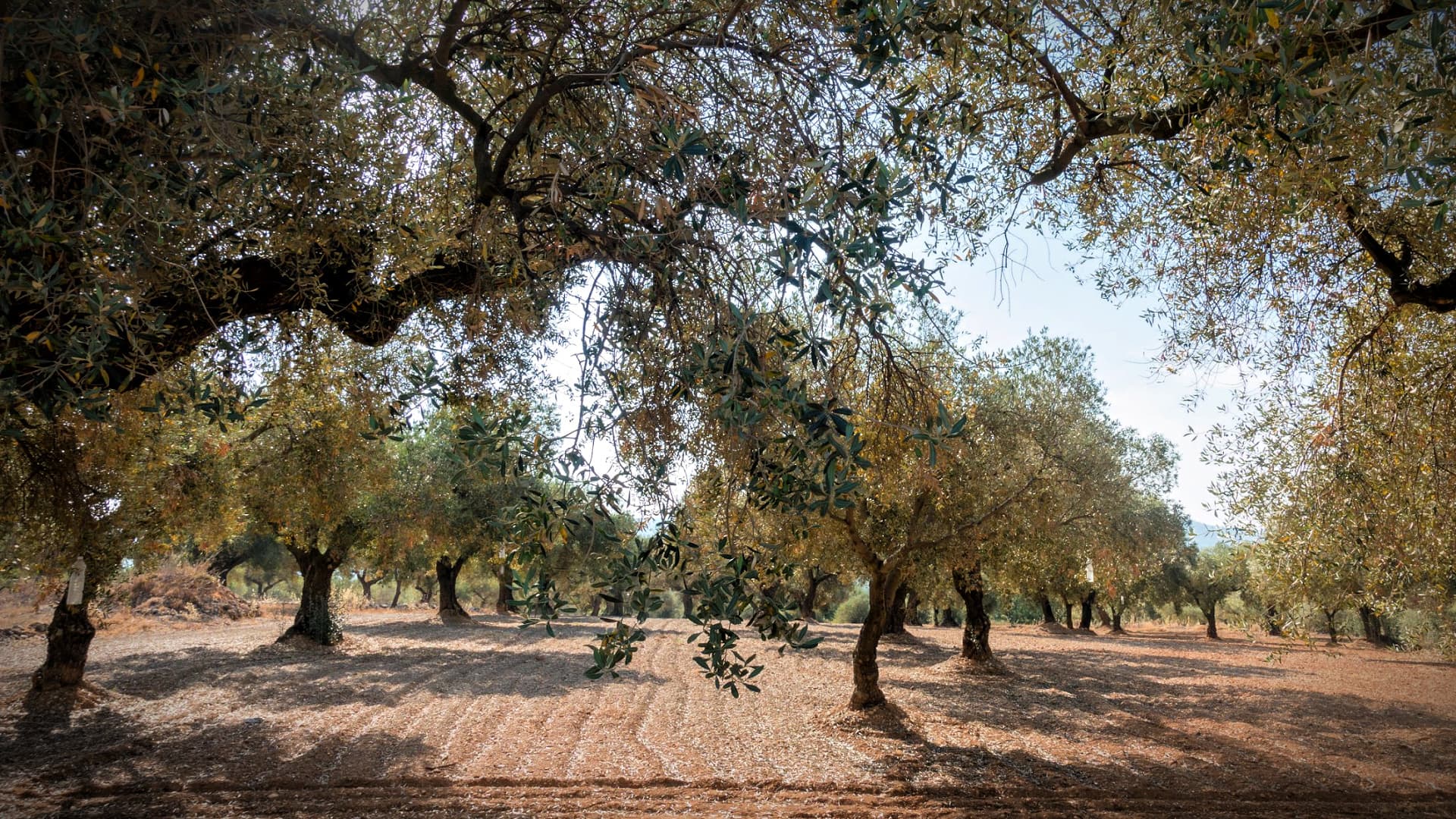 A view of an olive grove featuring mature olive trees with a clear sky above. - Olive Oil Times