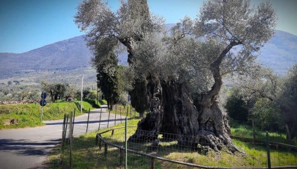 A large, ancient olive tree next to a winding road surrounded by greenery. - Olive Oil Times