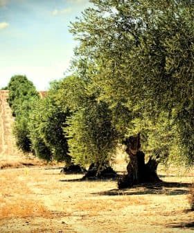 Row of mature olive trees in a dry landscape with a plowed field in the background. - Olive Oil Times